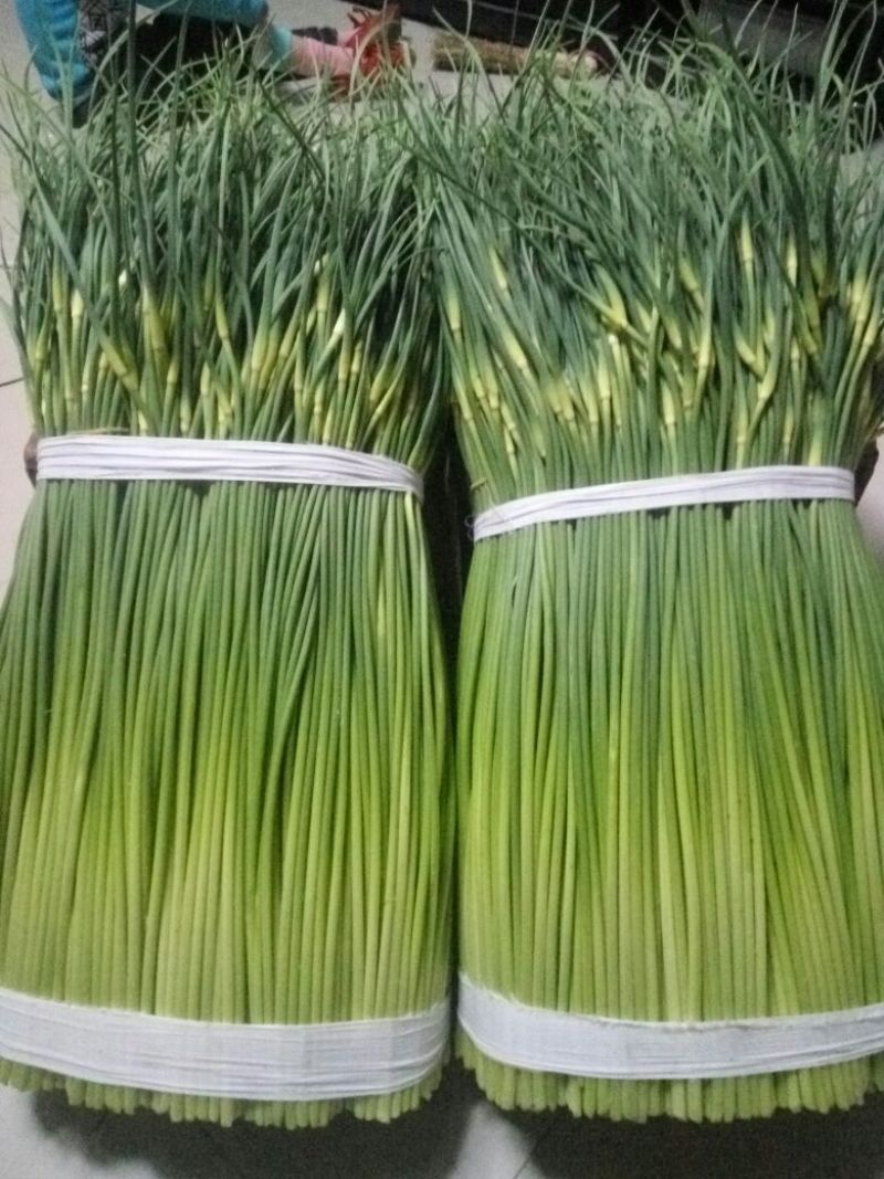 白帽蒜薹精品干茬无泡水50~60cm