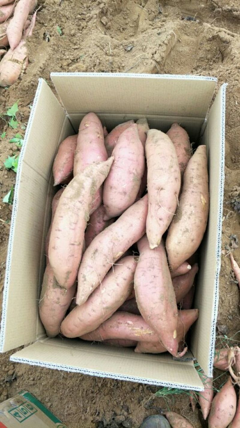 红薯3两以上红心