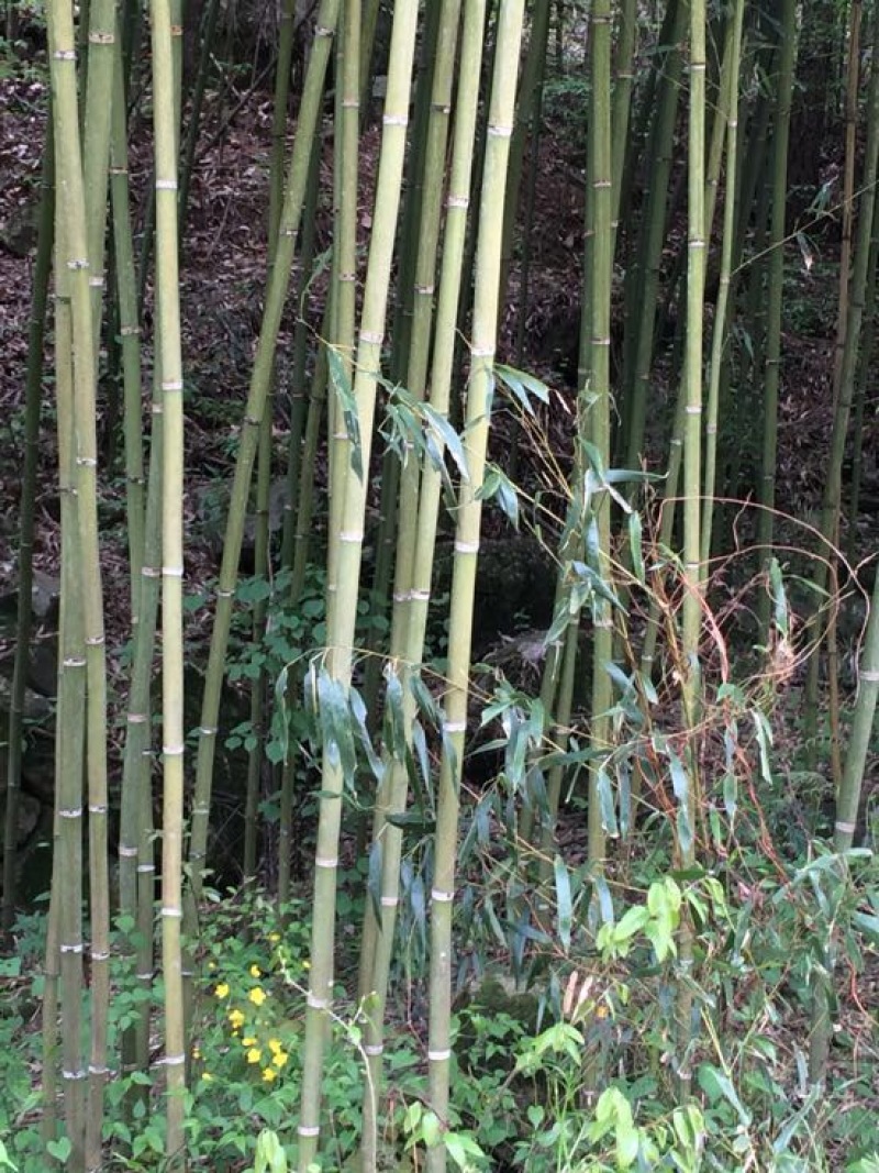 金竹