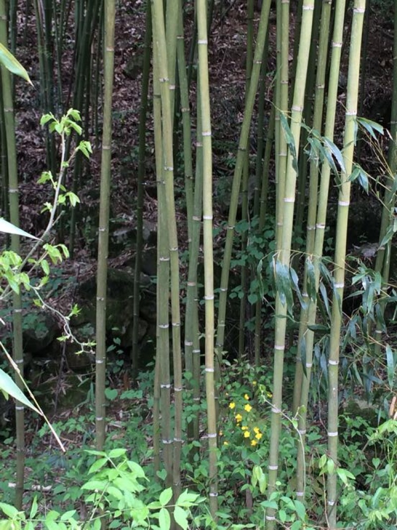 金竹
