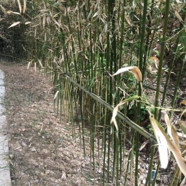金竹