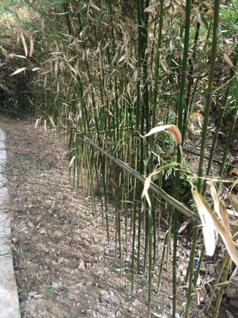 金竹