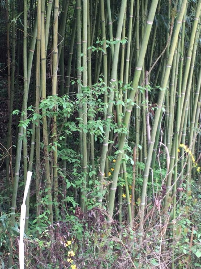 金竹