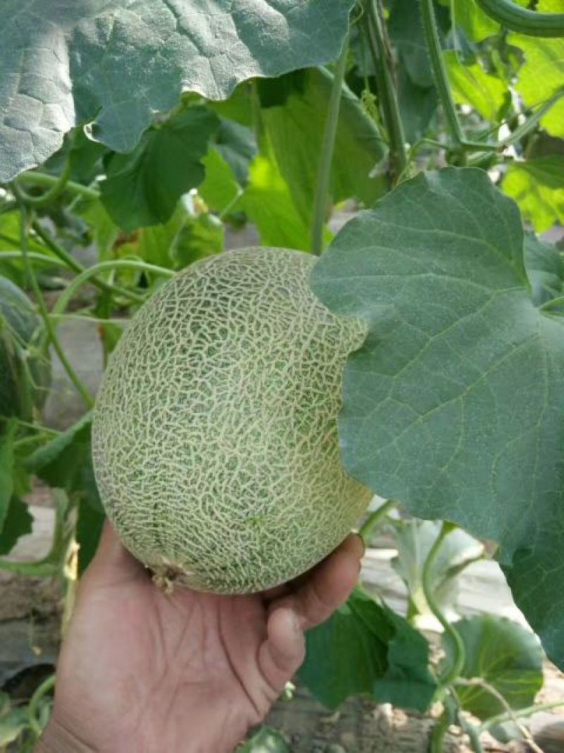 西州蜜瓜3斤以上长形