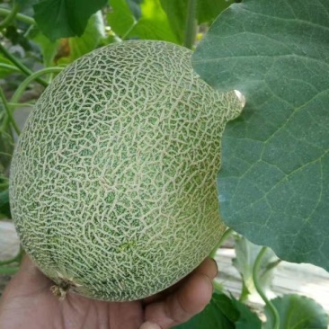 西州蜜瓜3斤以上长形