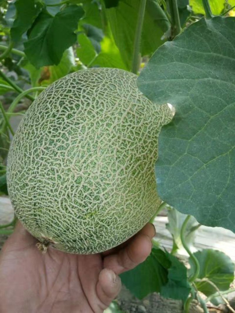 西州蜜瓜3斤以上长形