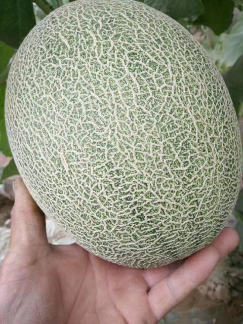 西州蜜瓜3斤以上长形