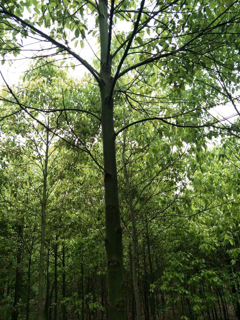 湖南大叶香樟，8~12公分全冠香樟，高度6米，冠幅