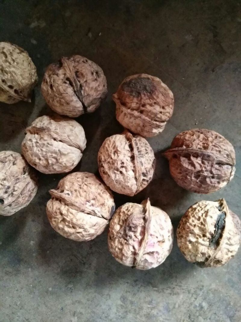 大泡核桃去皮干