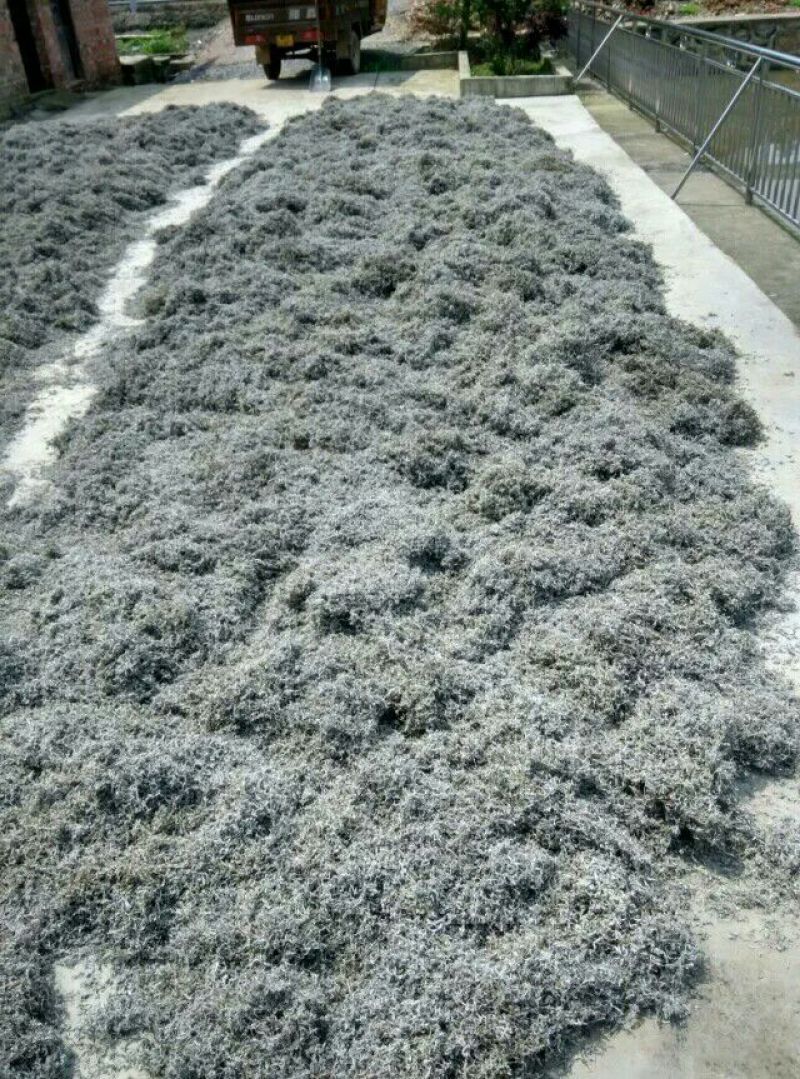 藤茶特级