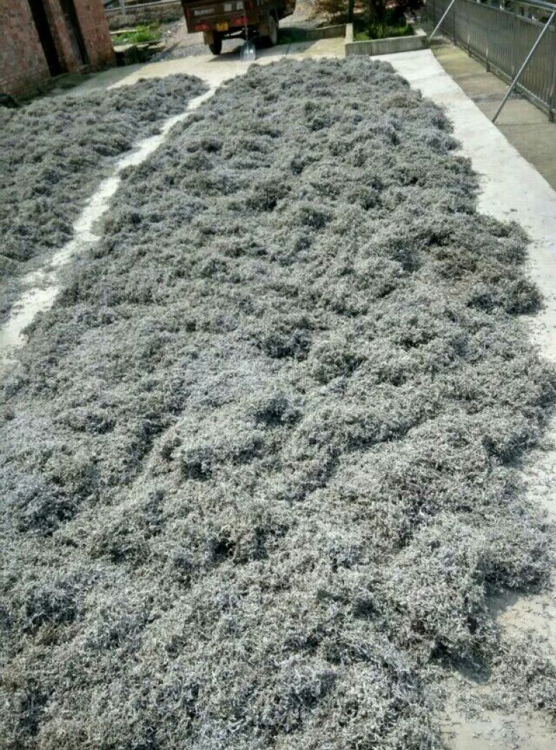 藤茶特级