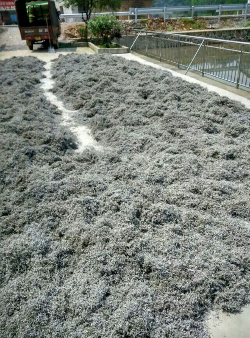 藤茶特级