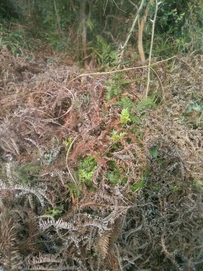 藤茶特级