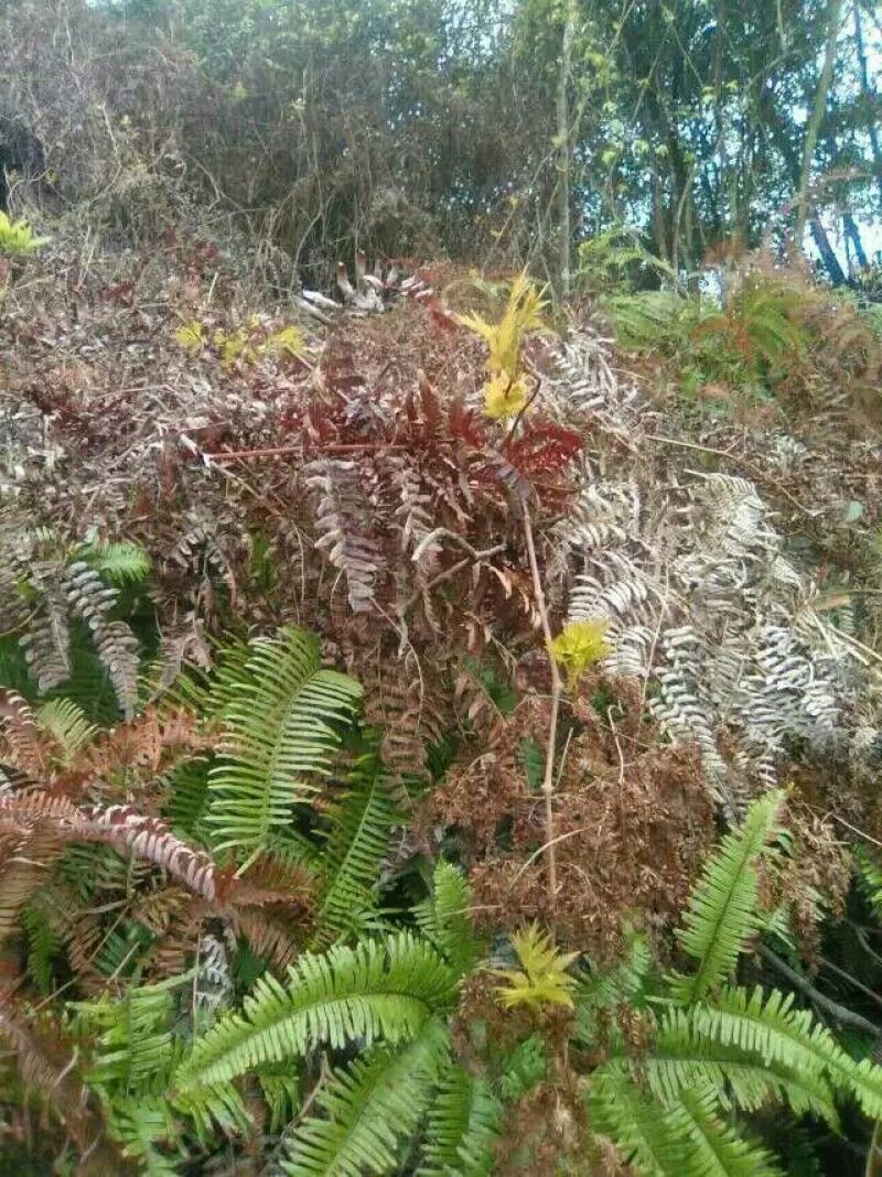 藤茶特级