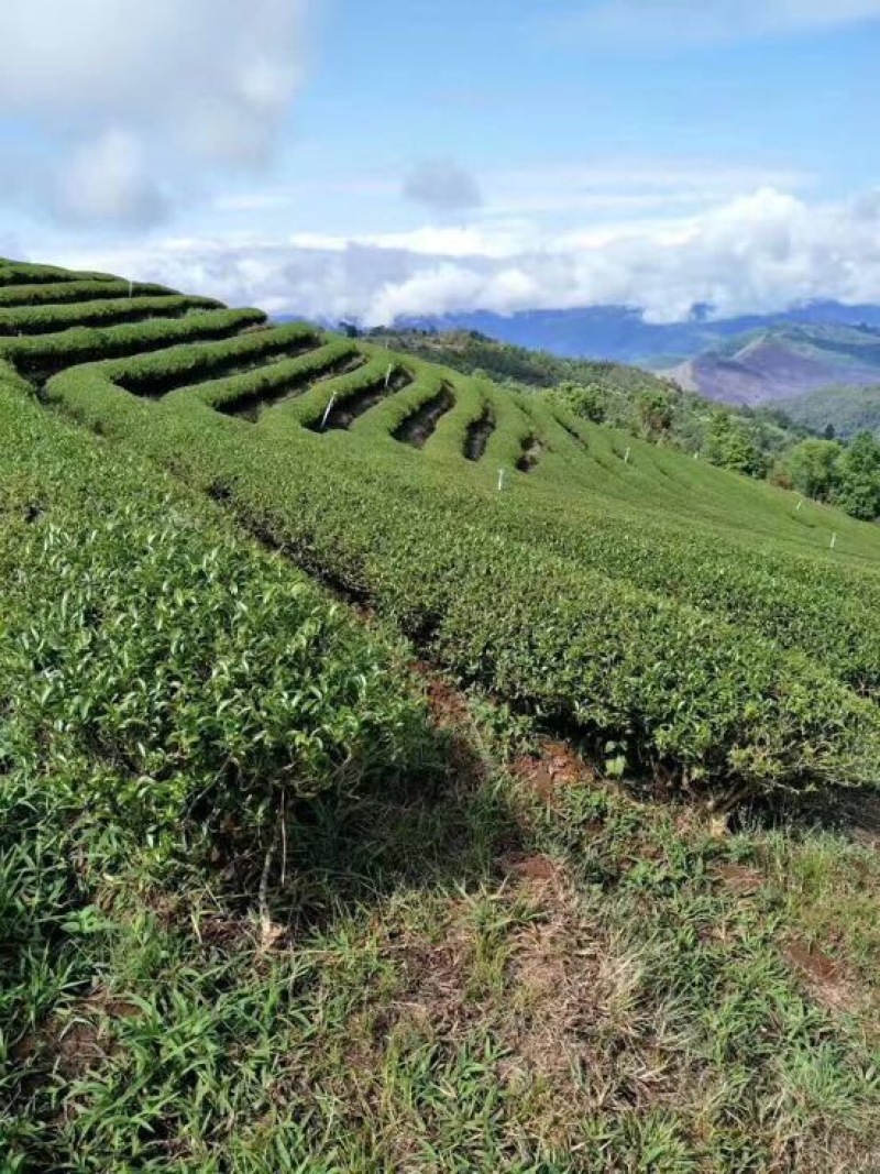 乌龙红茶