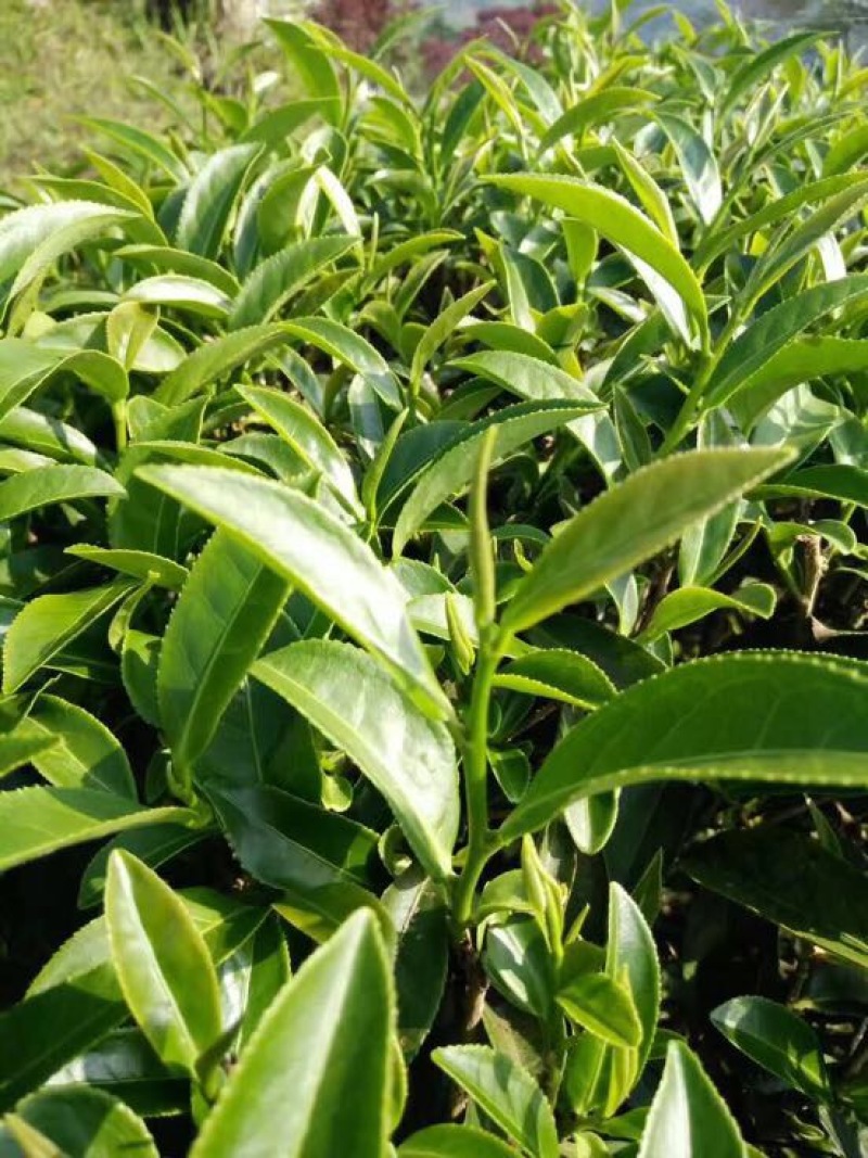 乌龙红茶