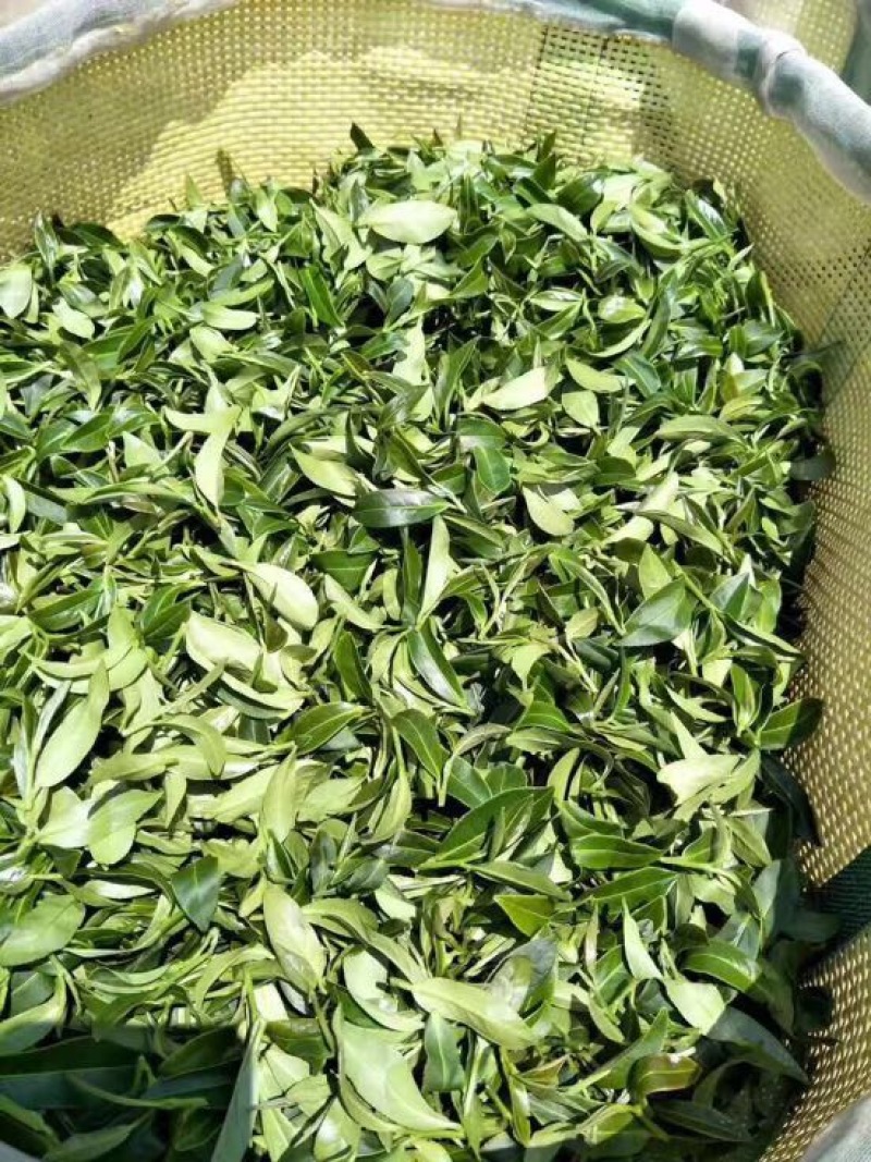 乌龙红茶