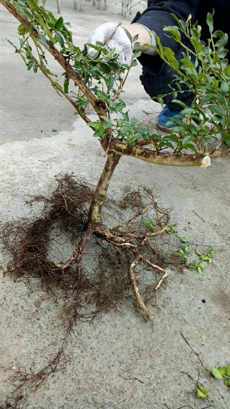 黄杨盆景裸根不带土30cm以下