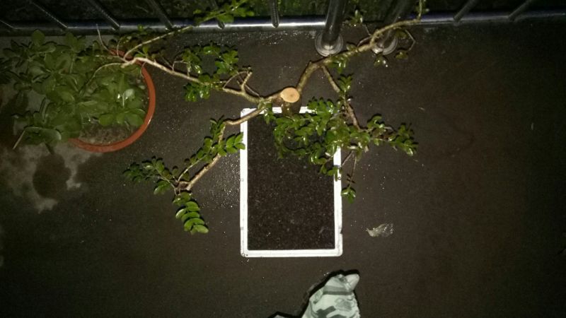黄杨盆景裸根不带土30cm以下