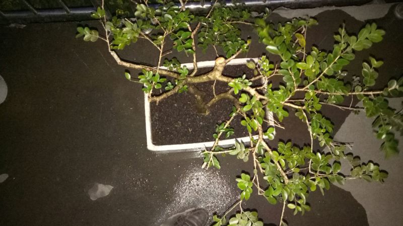 黄杨盆景裸根不带土30cm以下