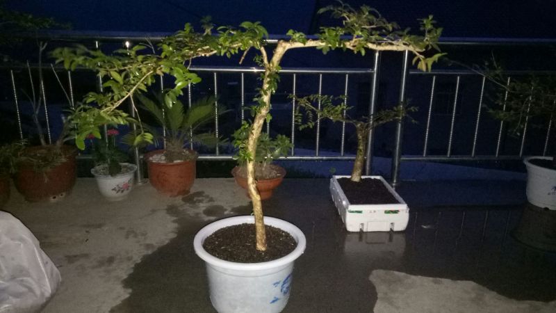 黄杨盆景裸根不带土30cm以下