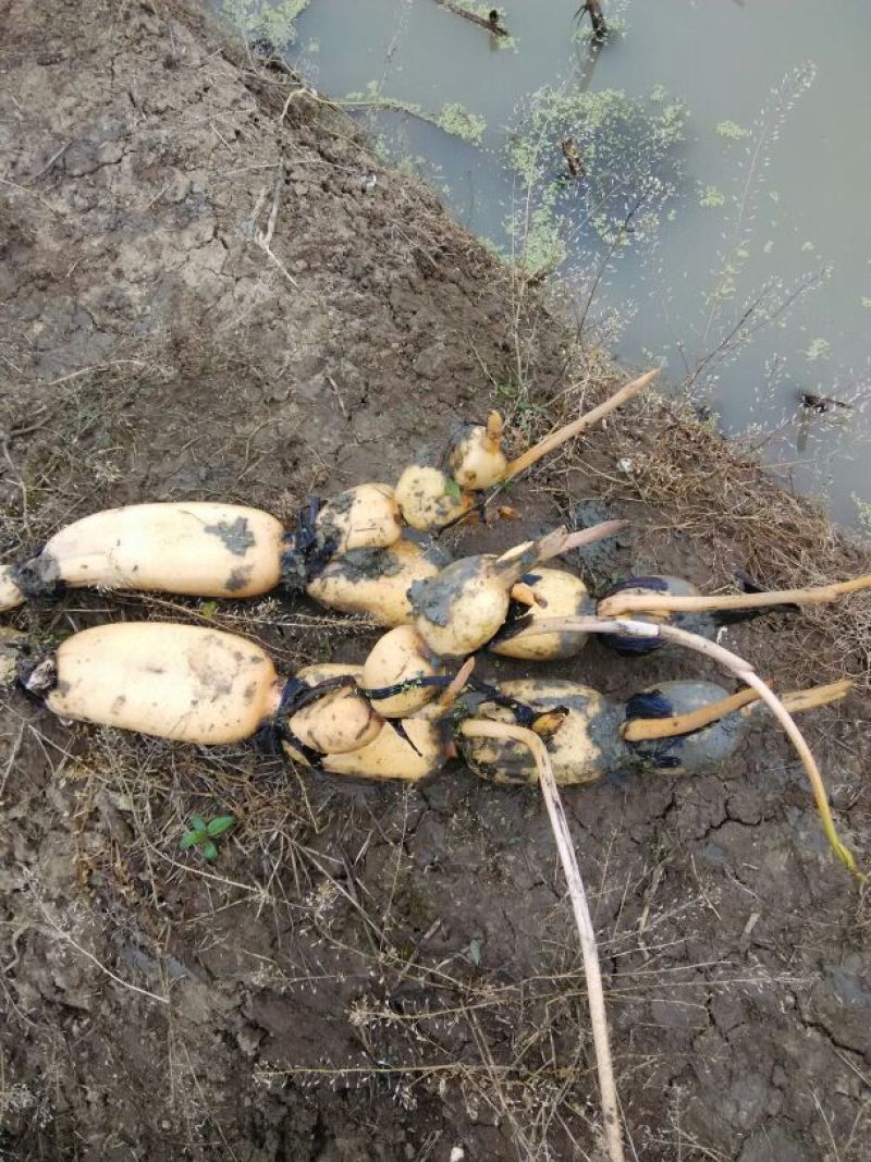 天门沉湖纯绿色莲藕种苗