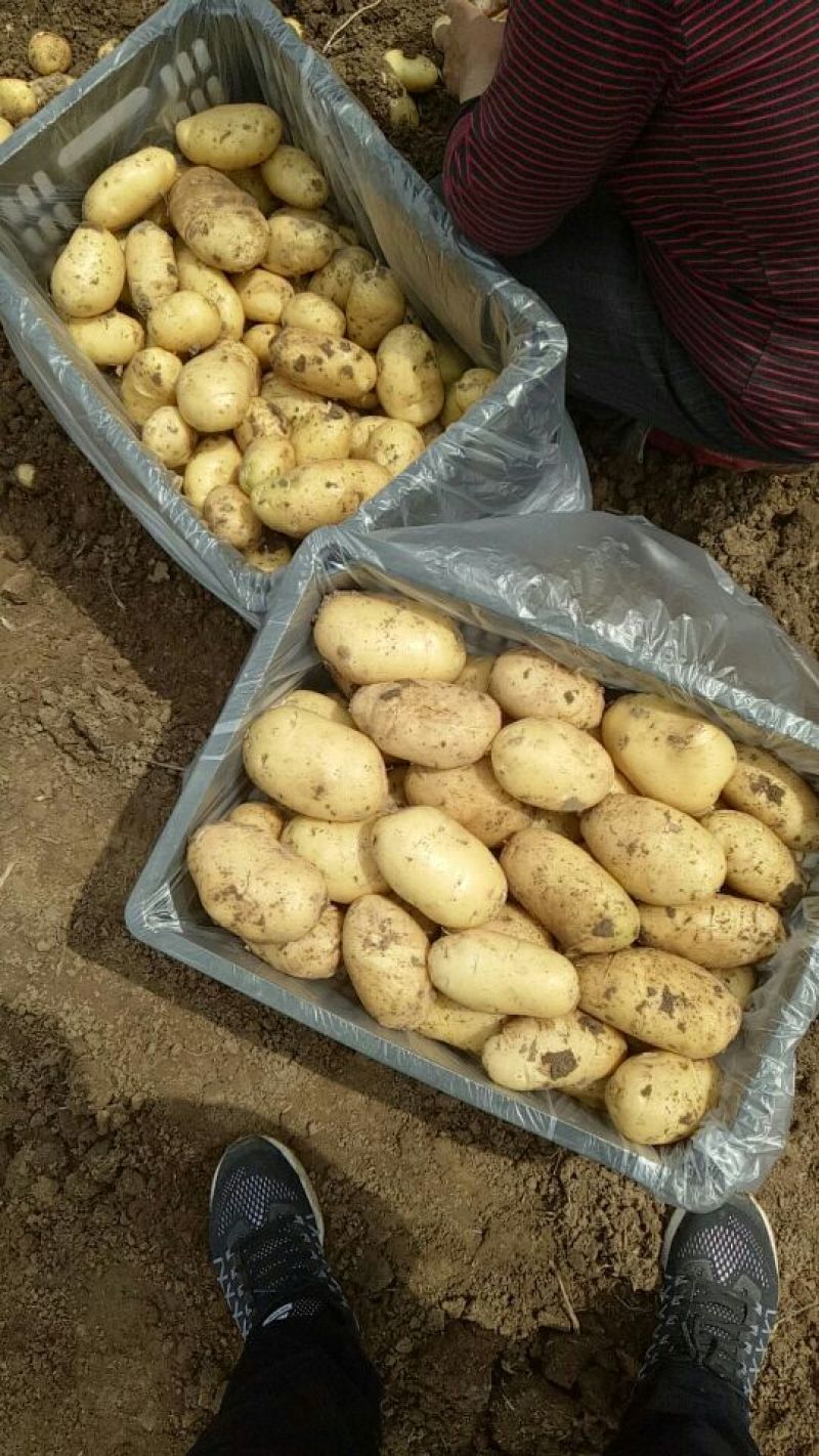 兰陵精品荷兰十五土豆大量上市都是黄心黄皮