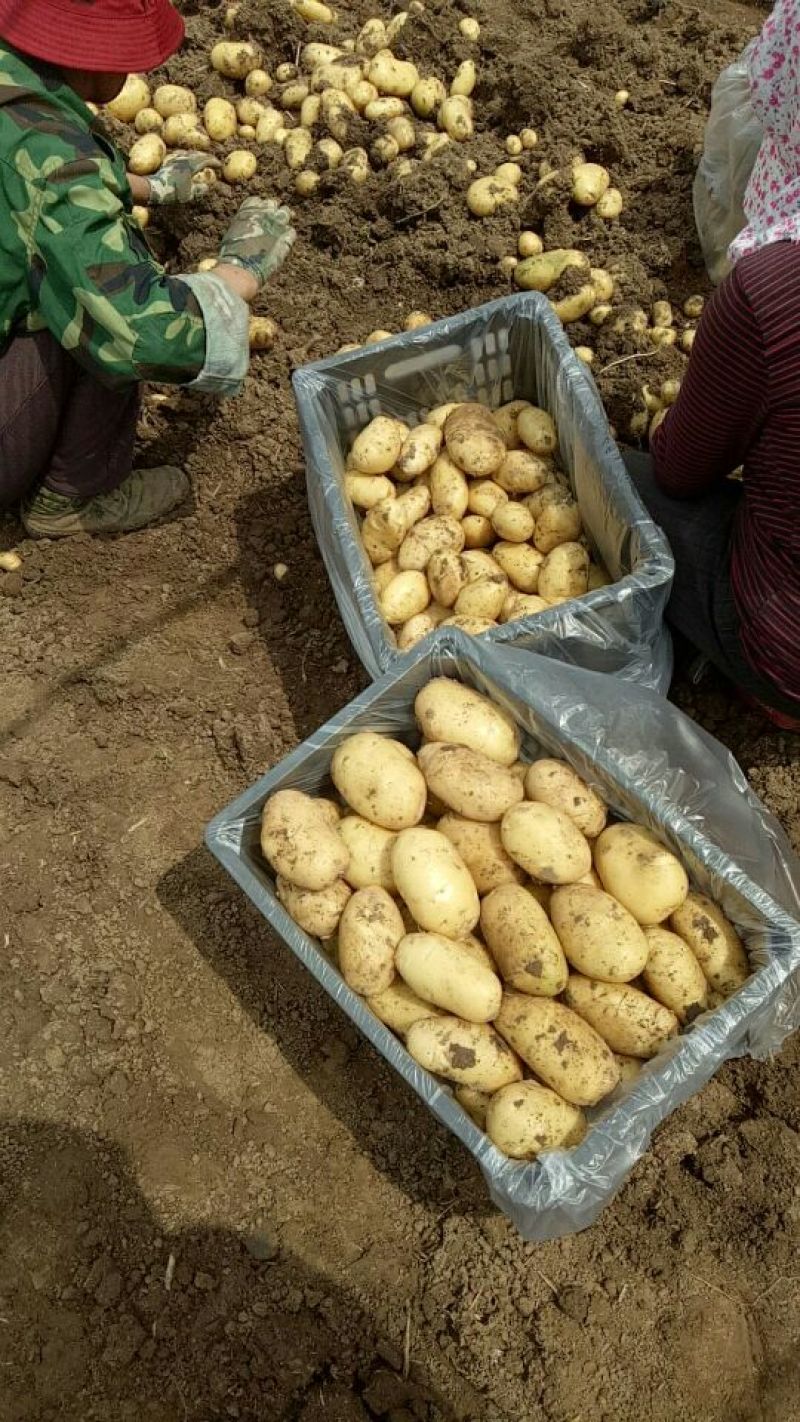 兰陵精品荷兰十五土豆大量上市都是黄心黄皮