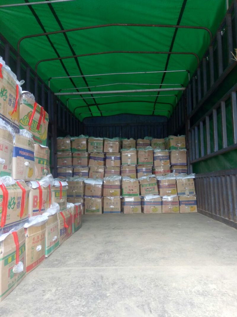 兰陵精品荷兰十五土豆大量上市都是黄心黄皮
