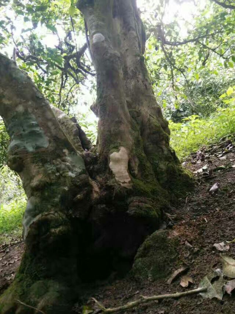 百年大树茶一级