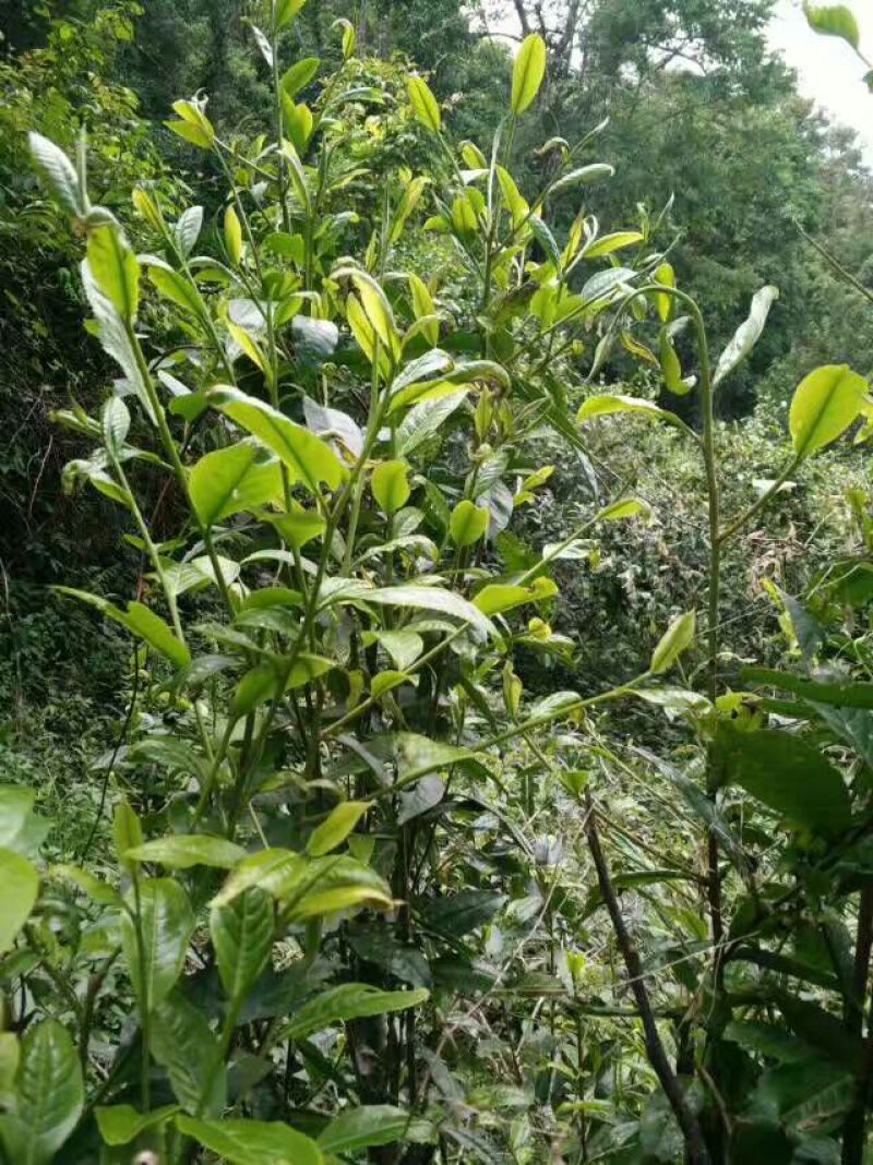 百年大树茶一级