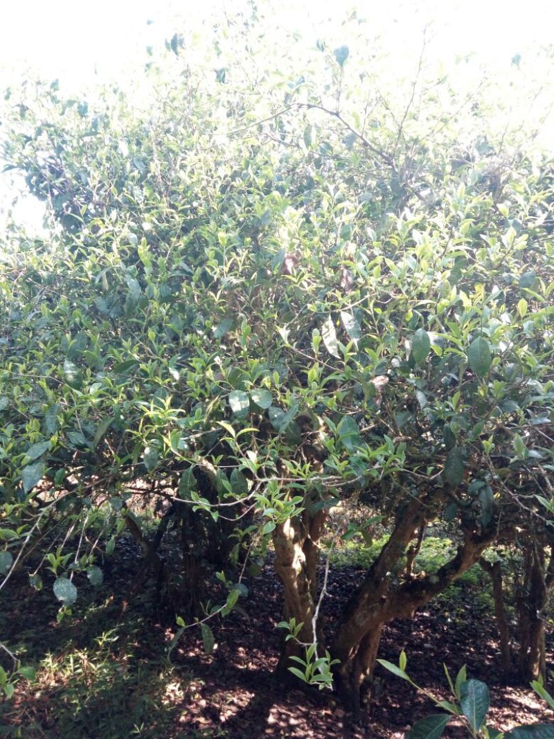 百年大树茶一级