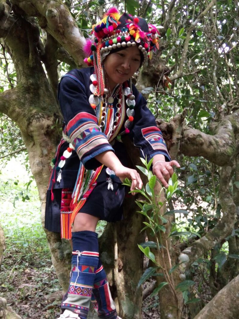 百年大树茶一级