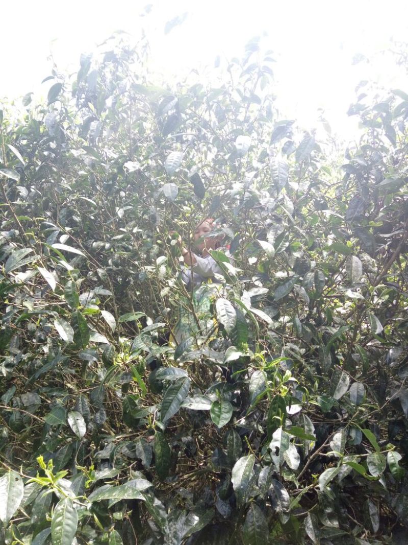 百年大树茶一级