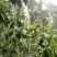 百年大树茶一级