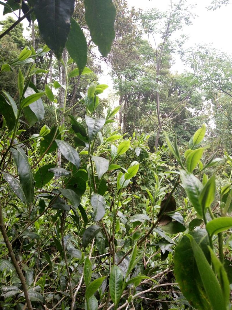 百年大树茶一级
