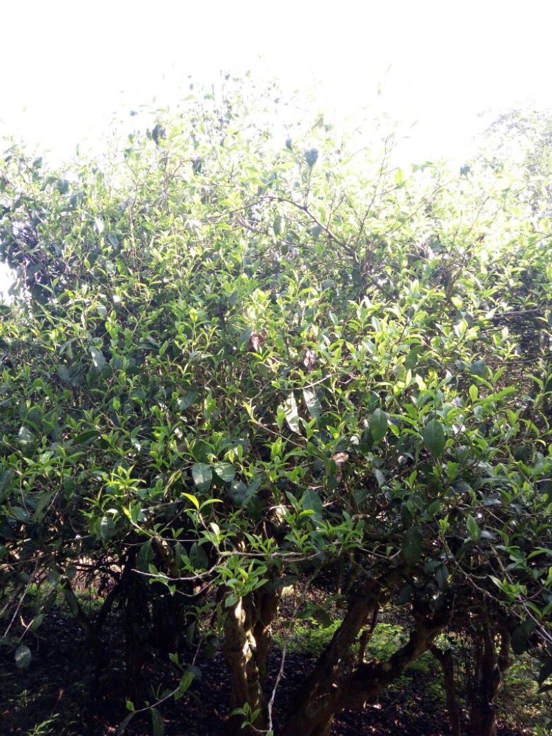 百年大树茶一级