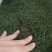 老树茶特级