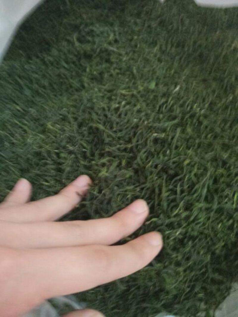 老树茶特级