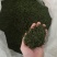 老树茶特级