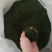 老树茶特级