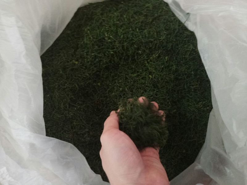 老树茶特级