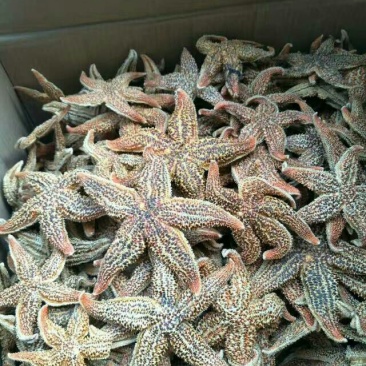 海星泡酒各种中药材批发质量保证产地直销