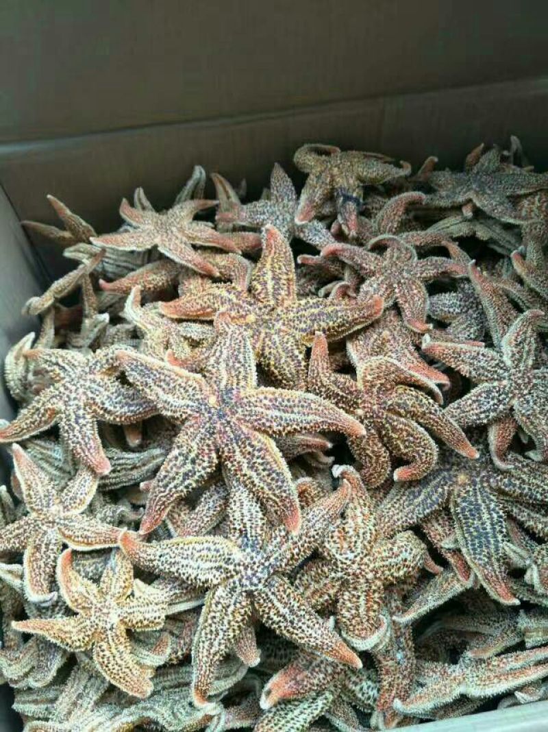 海星泡酒各种中药材批发质量保证产地直销