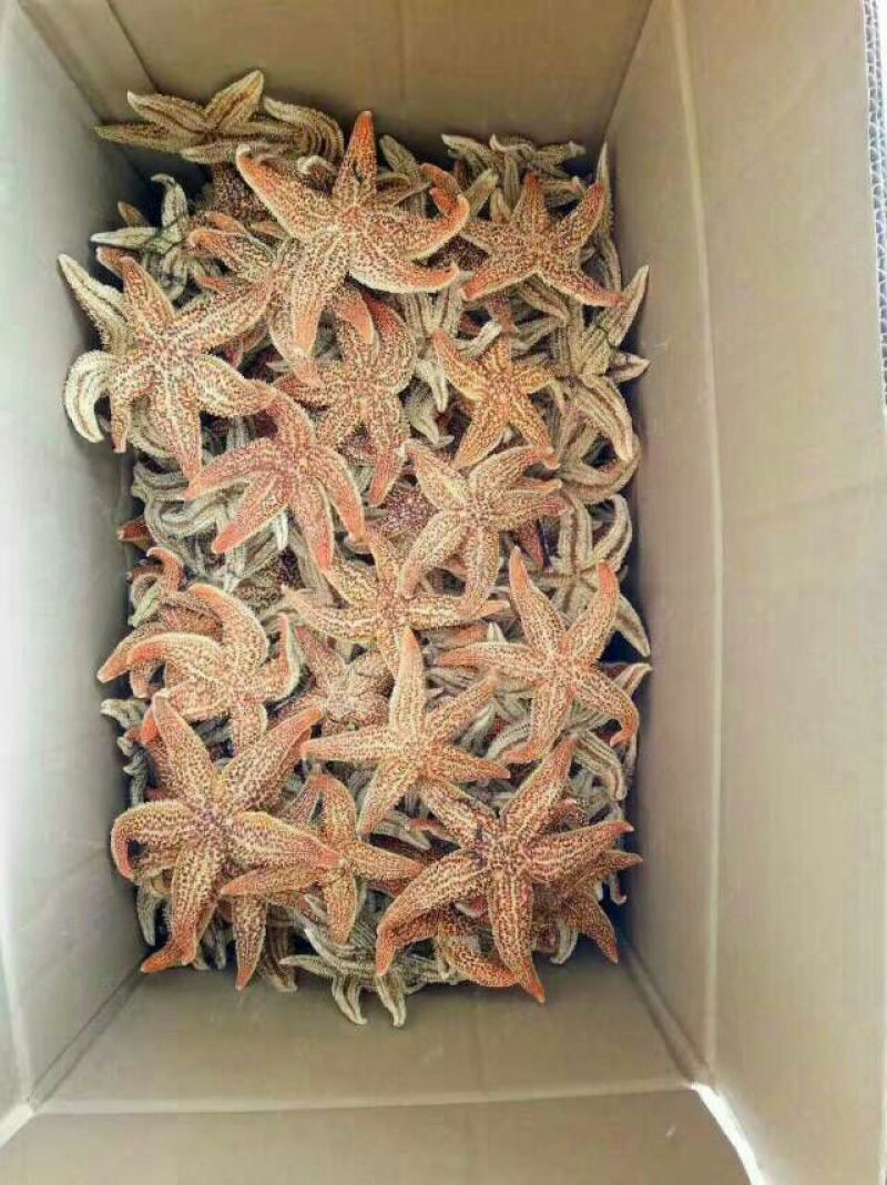 海星泡酒各种中药材批发质量保证产地直销