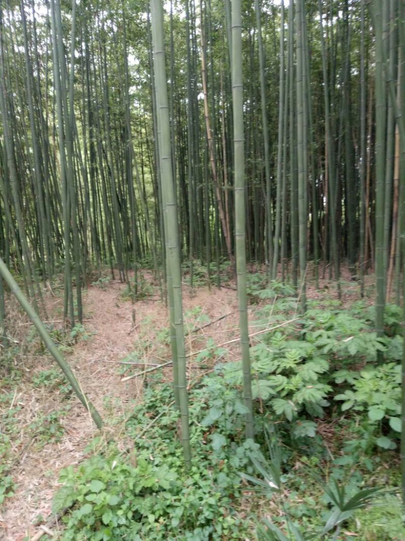 绿竹10~11m