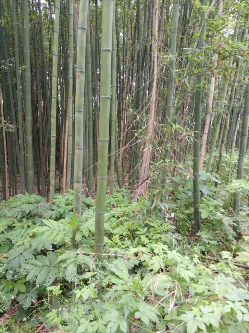 绿竹10~11m