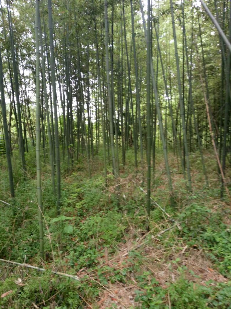 绿竹10~11m