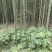 绿竹10~11m