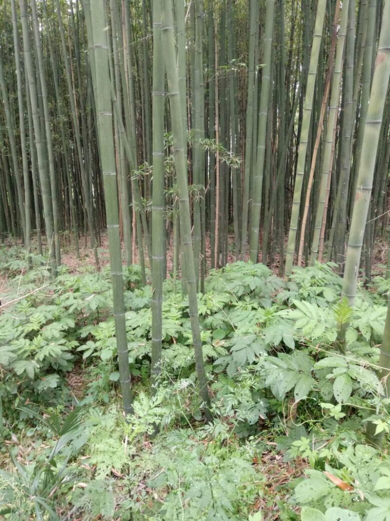 绿竹10~11m